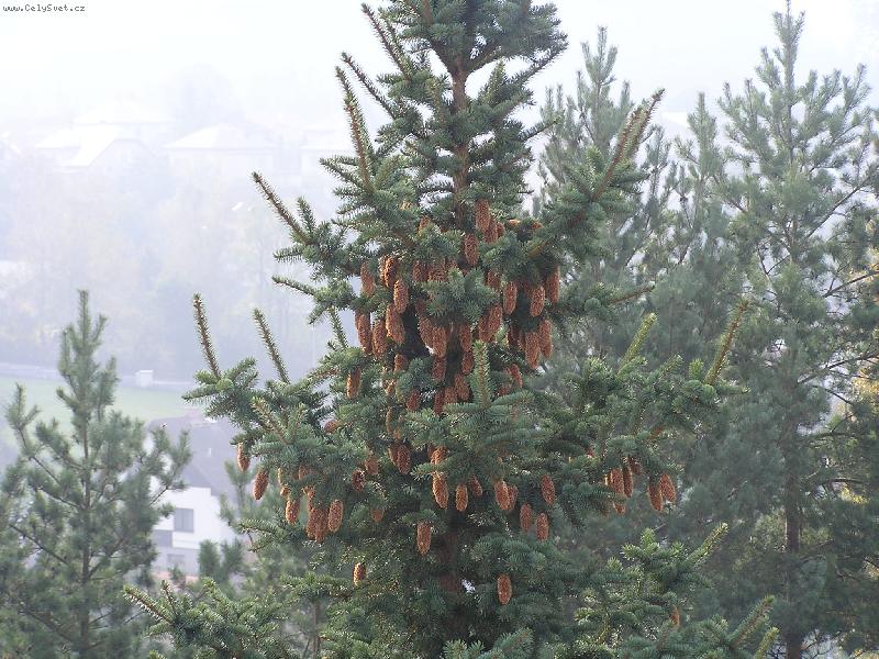 Foto: Smrk z �i�kami-A� nahoru