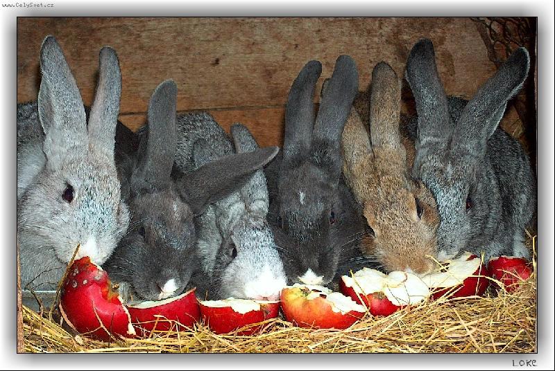 Foto: kr�l�ci...-... pro pobaven� :o)