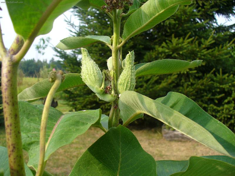 Foto: pt��ci-Tak rostem