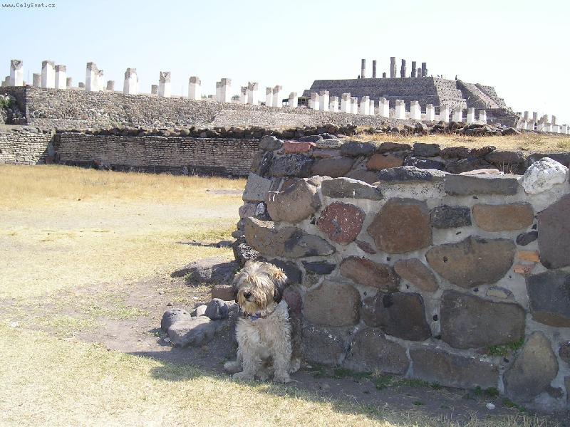 Foto: pes a pam�tky v Tule