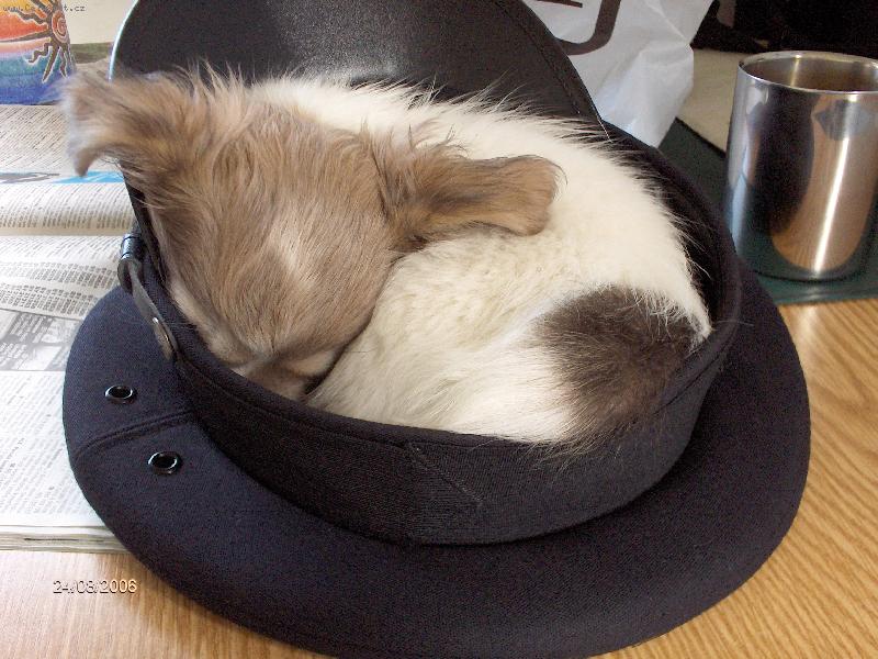 Foto: To je pel�ek...