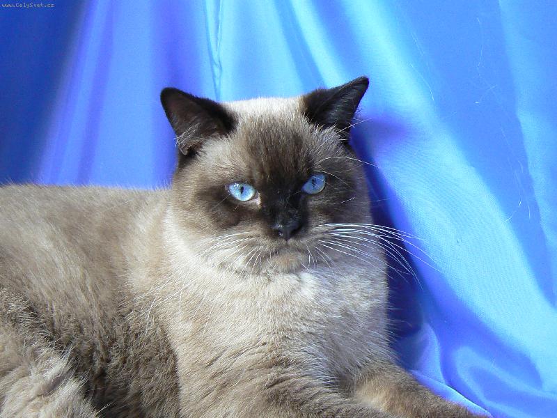 Foto: britsk� colorpoint-Modroo�ko