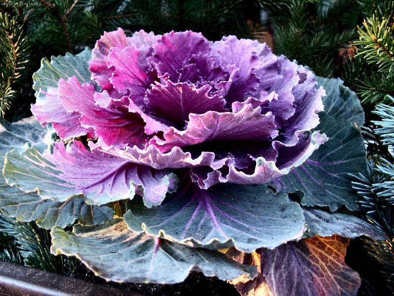 Foto: H���c� barvami