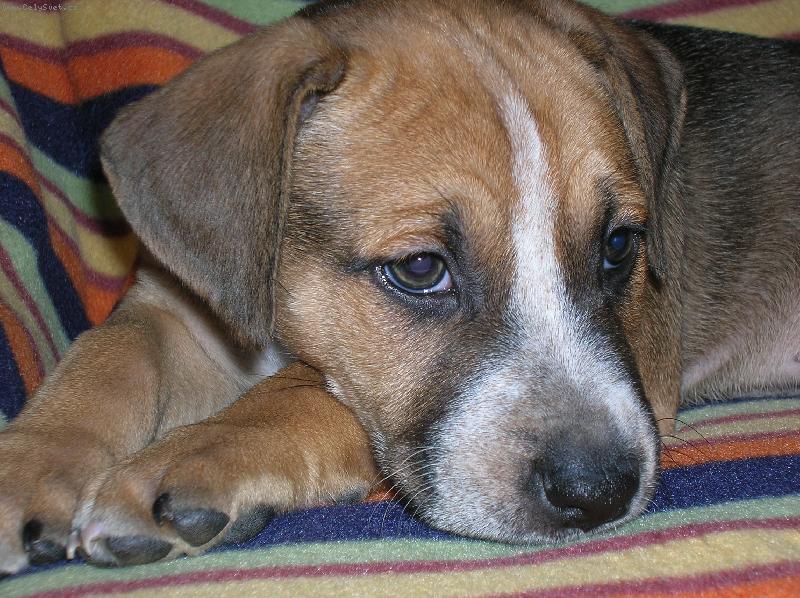 Foto: Na�e Chelsea