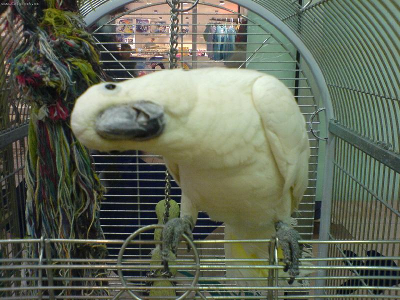 Foto: kuk-kakadu Roky