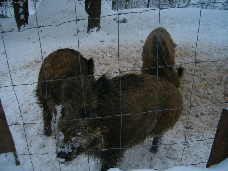 Foto: Prace divok�