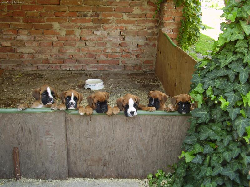 Foto: �����tka-Je�t� tam jeden chyb�...