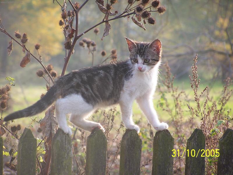 Foto: M�me tu podzim-Jsem plotochodec