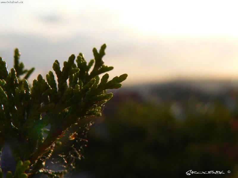 Foto: Pavou�ek-Pavou�ek