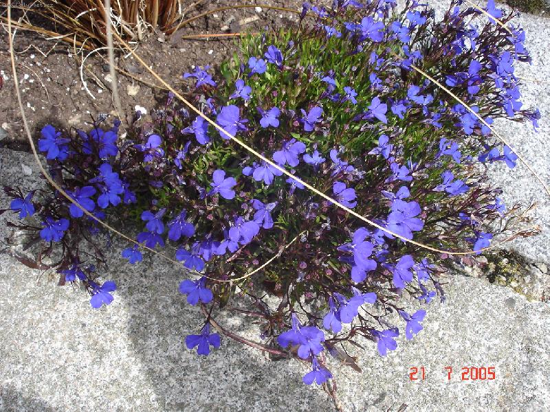 Foto: Kr�sn� mod�