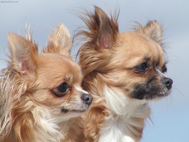 Foto: Fale�n� sobi