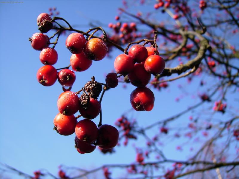 Foto: �esk� je�abiny