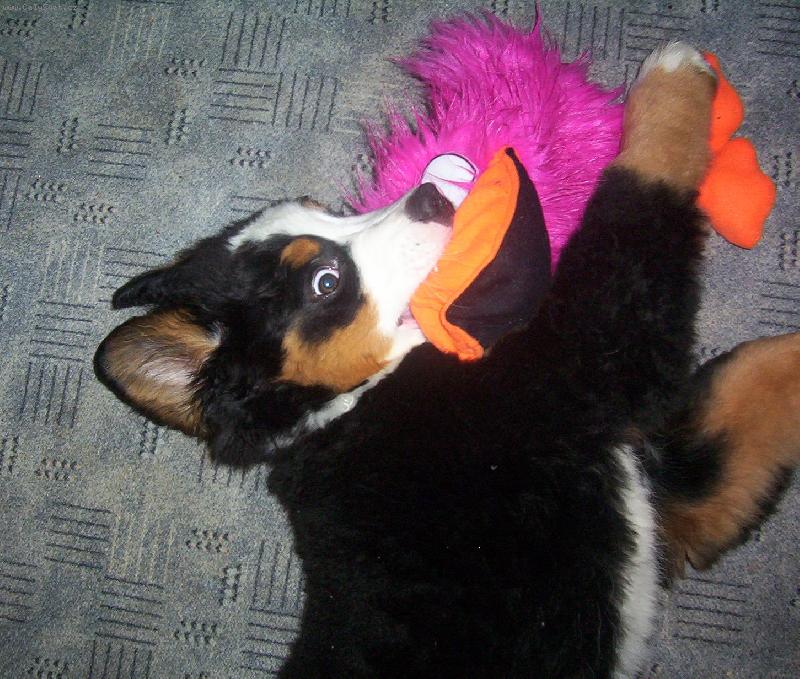 Foto: Ambra a ply��k-A byla bitka velik�