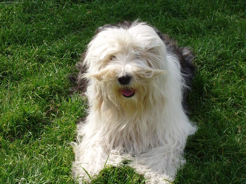 Foto: Na�e seniorka- Andy-13 let