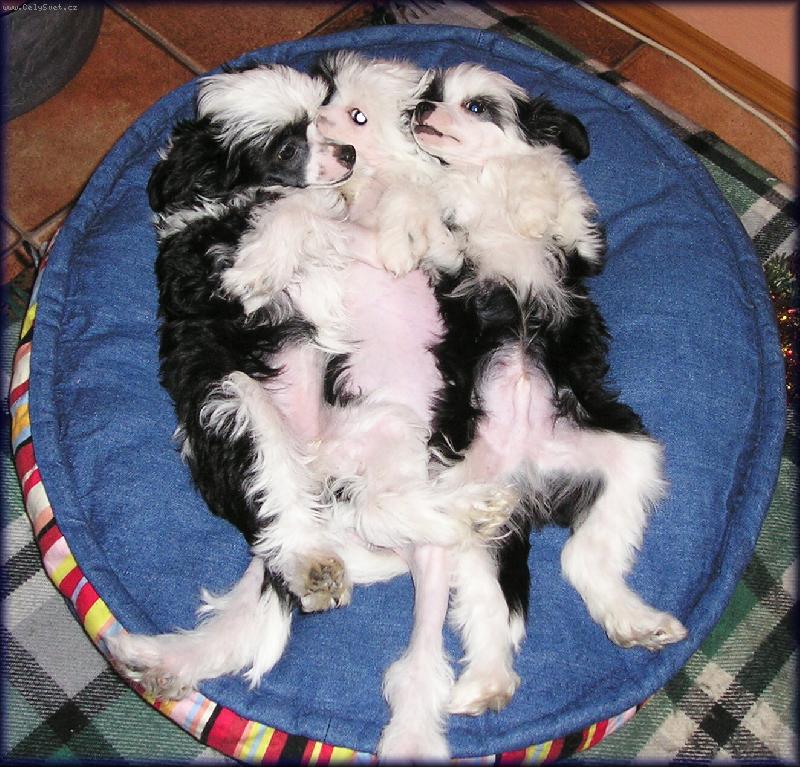 Foto: roztomil� �t���tka-I my se um�me p�kn� v�let�