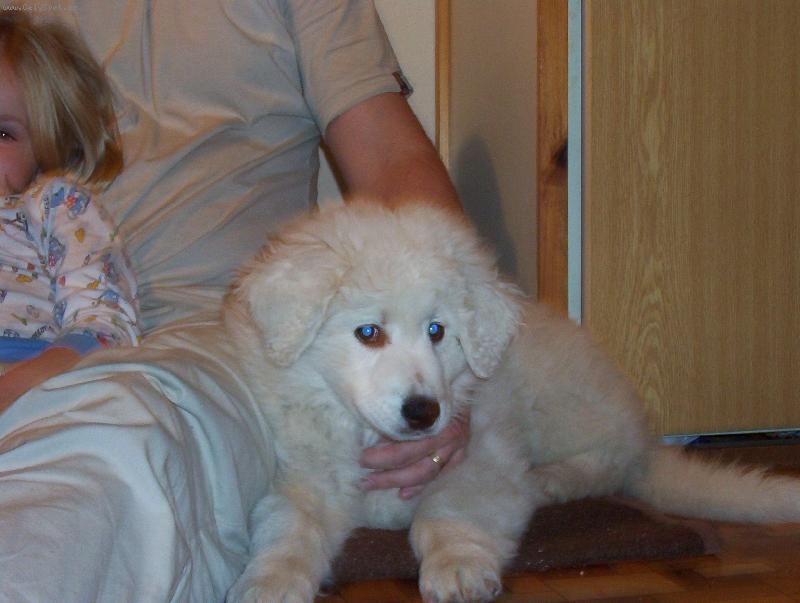 Foto: modrook� blon��k d�v�ata-Car z Borov�ho Hr�dku