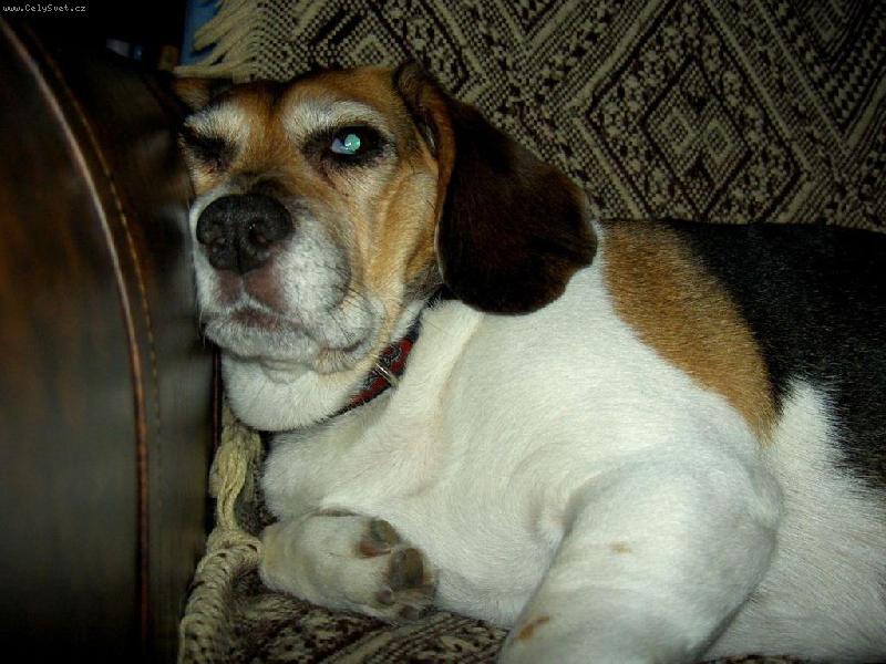 Foto: je�i� to je pruda