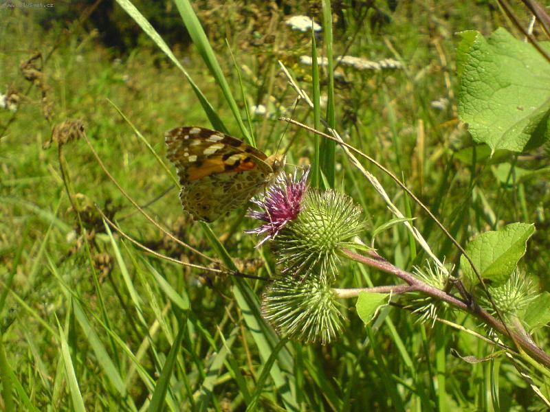 Foto: Mot�lek-Focen� telefonem:-D