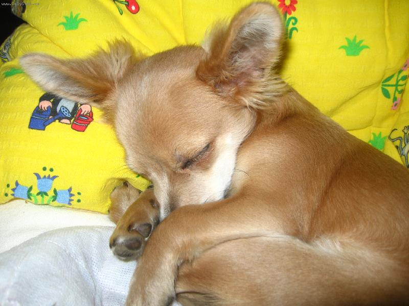 Foto: Sladk� sny...