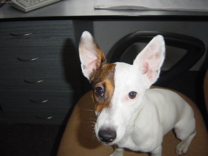 Foto: Ebi�ka-Tyhle U�i sly�� v�echno!!