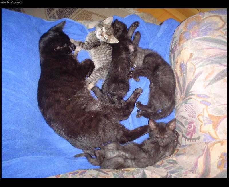 Foto: Siesta-Dv� generace