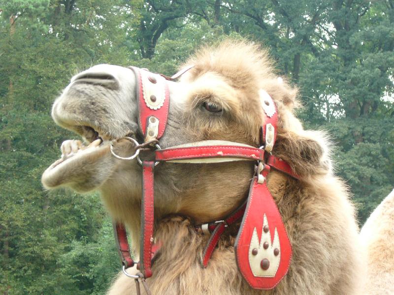 Foto: �sm�v pros�m !!