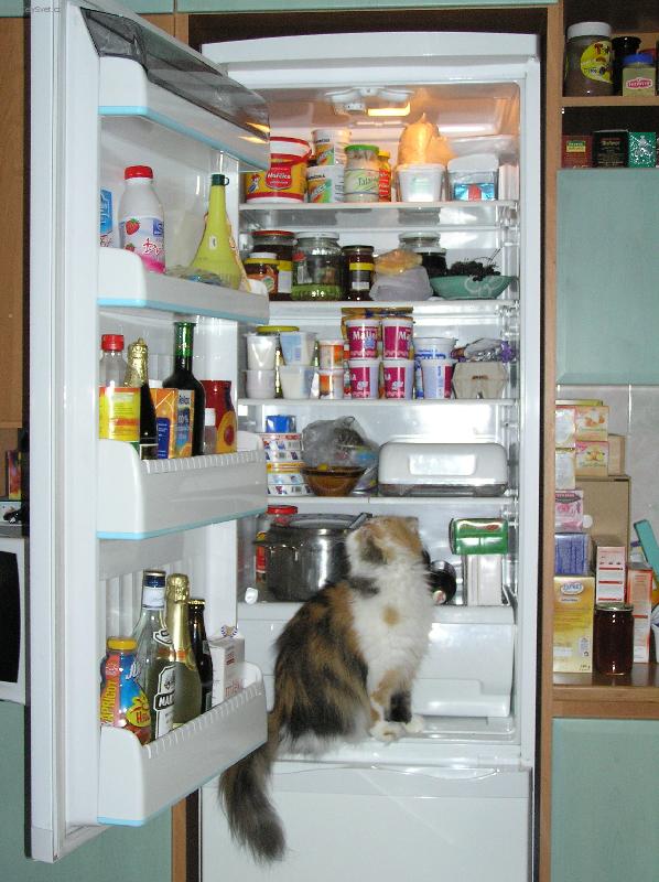 Foto: I�m hungry...-Ko�ka sed� v ledni�ce a d�v� se na j�dlo.