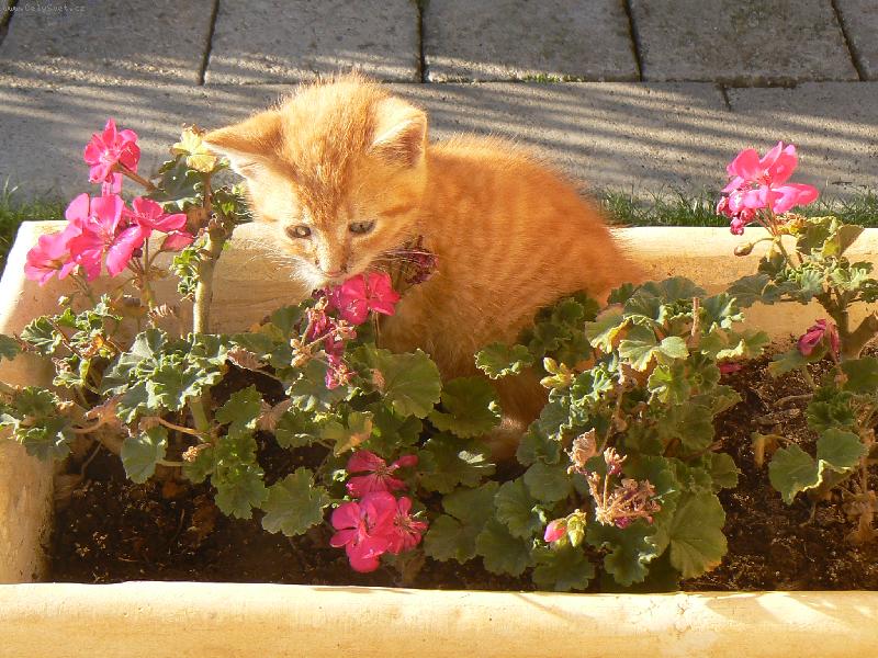 Foto: V��a kvetov