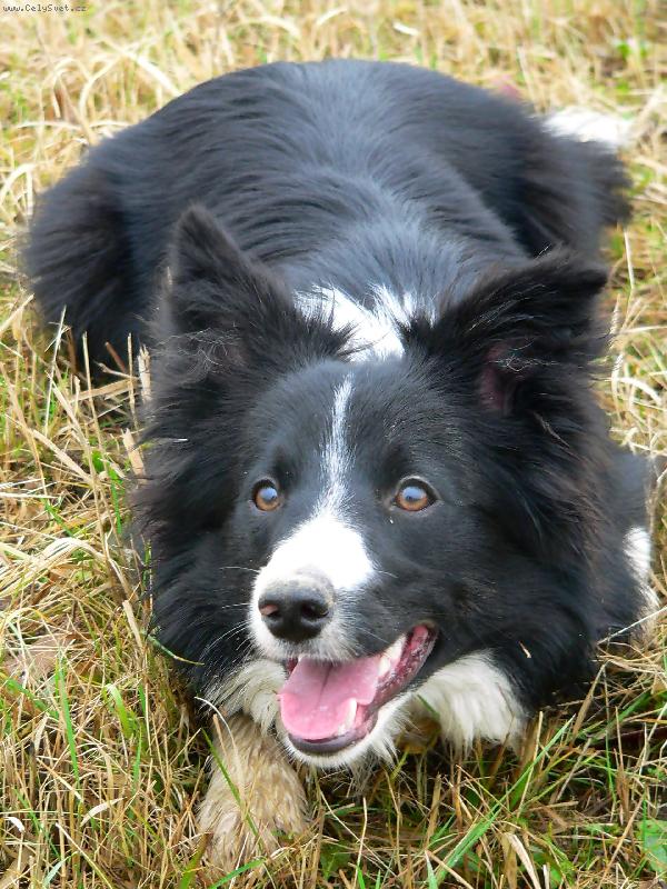 Foto: Boriga Corrie Mintaka-borgia hl�d�