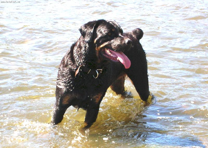 Foto: Voda to je moje!