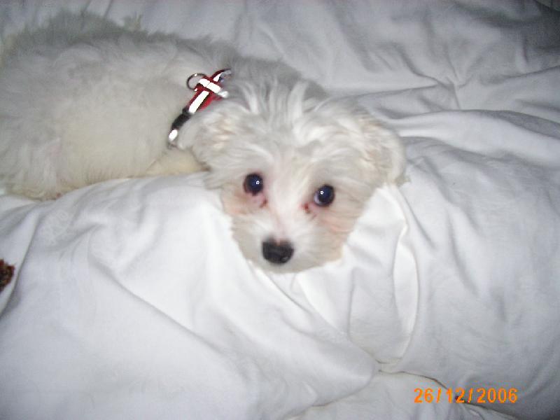 Foto: Moc r�da odpo��v�m se svou pani�kou-Aishinka