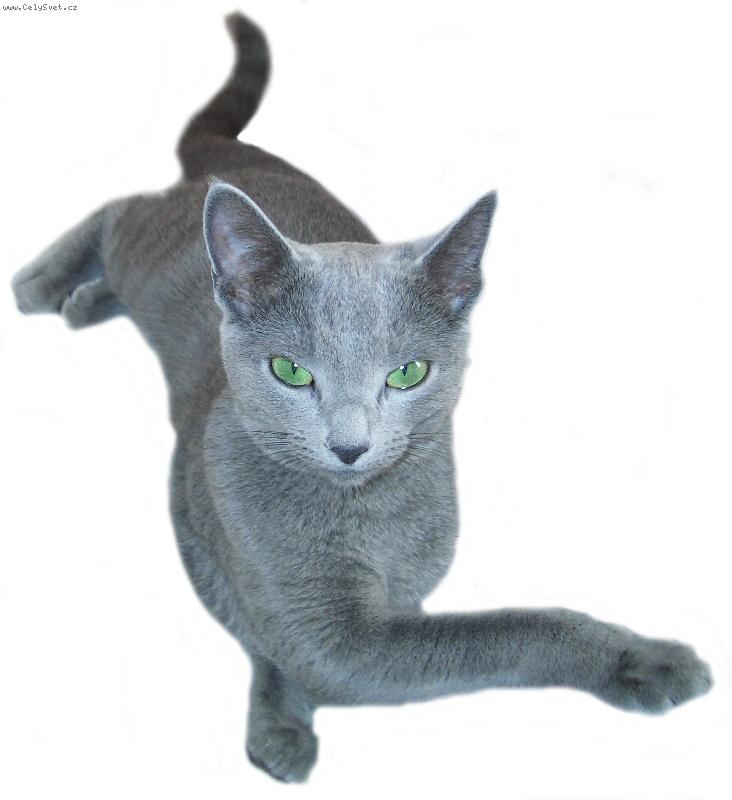 Foto: rusk� lady-kr�ska