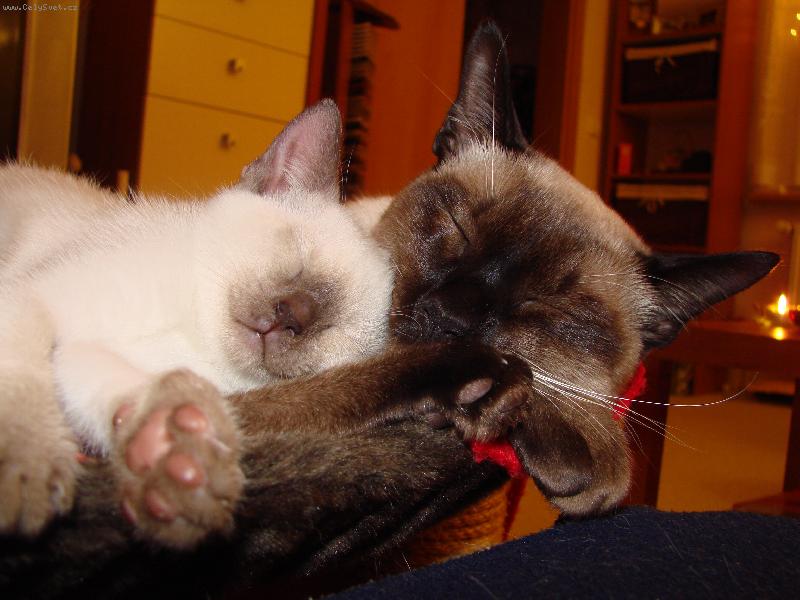 Foto: mucinky-Siamsk� odpo�inek :)