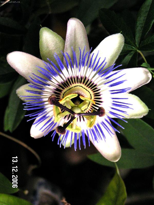 Foto: mu�enka k v�noc�m