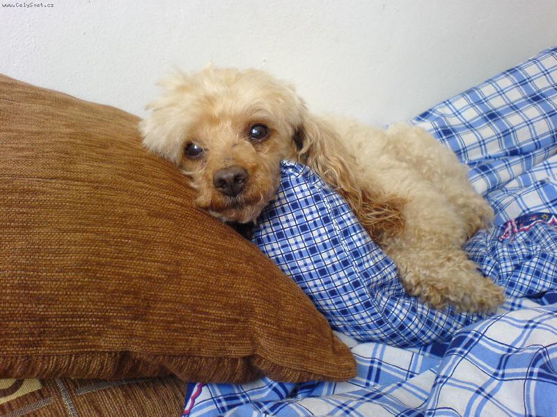 Foto: Kelly-p�i odpo�inku