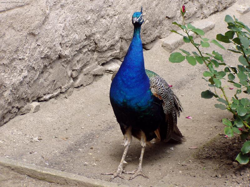 Foto: Nen� rozko�n�?-P�v