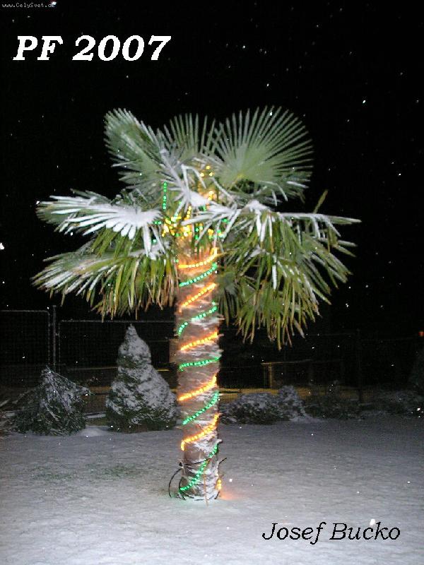 Foto: Palma u n�s-PF 2007