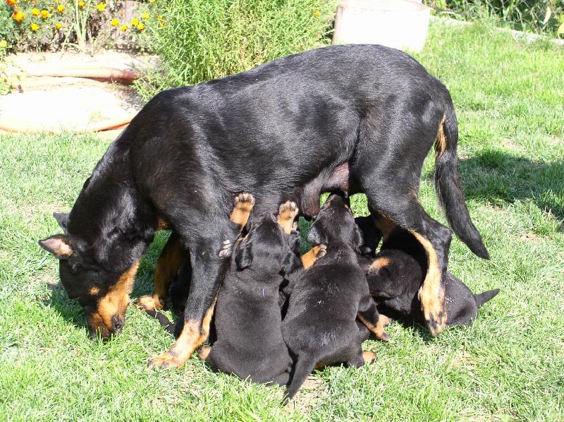 Foto: chu't k j�dlu