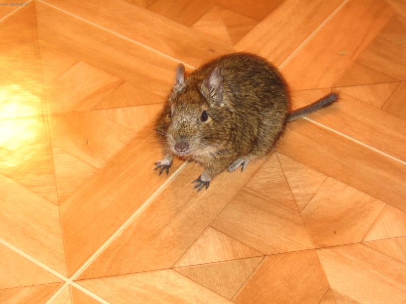 Foto: �ofinka-Osm�k Degu