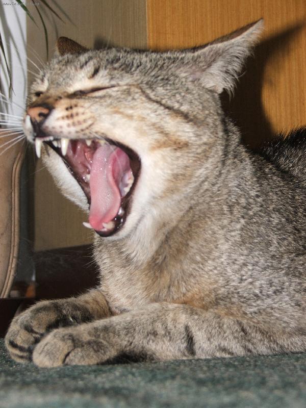 Foto: Tygr-Fuji finepix S5500