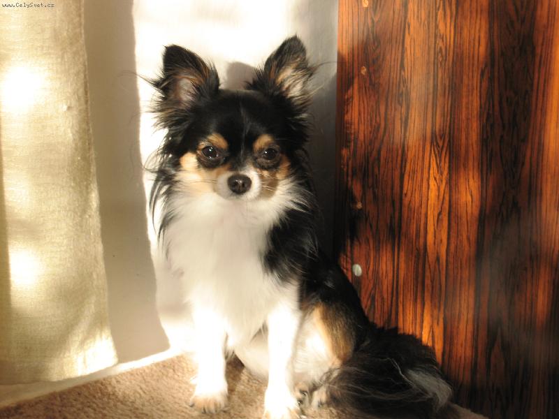 Foto: �ivava na v�slun�