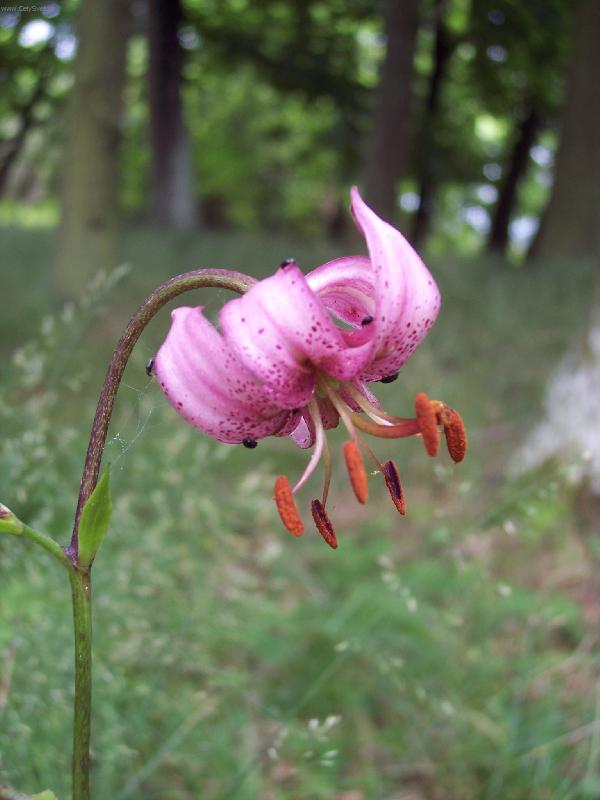 Foto: Lilie zlatohl�vek