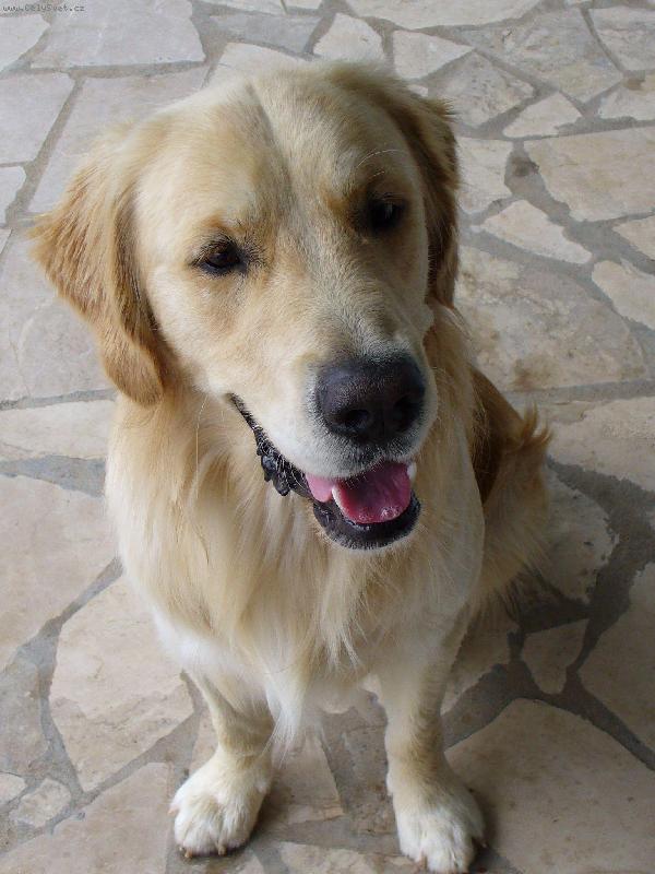 Foto: J� se fotit nebudu....-Buddy