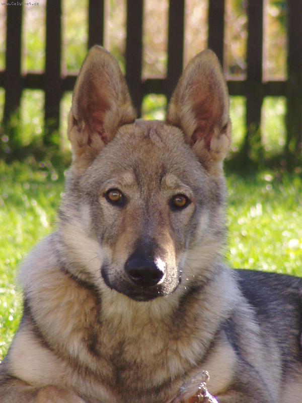 Foto: Baron z Hvozdeck� kotliny