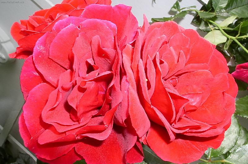 Foto: �erven� r��i�ka