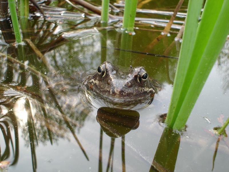 Foto: �abulenka :-)