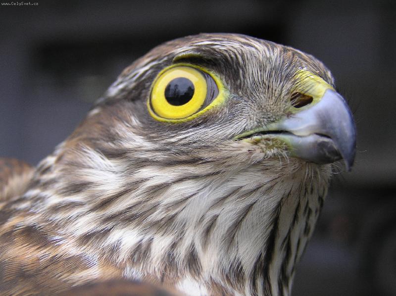 Foto: Asi krahujec.-Detail hlavy