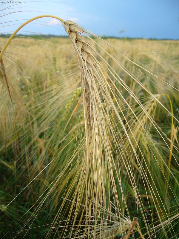 Foto: Kr�sa na poli