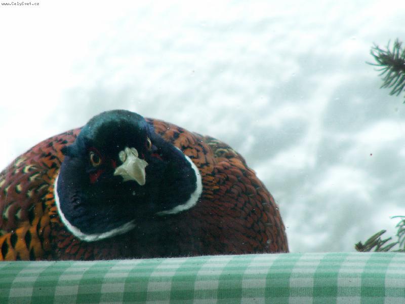 Foto: Ne�ekan� n�v�t�va