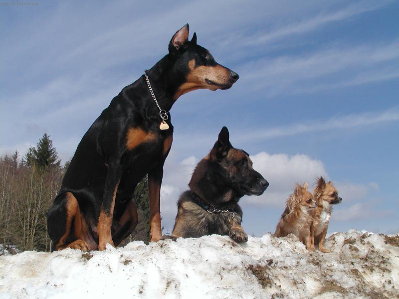 Foto: Mir�ina sme�ka